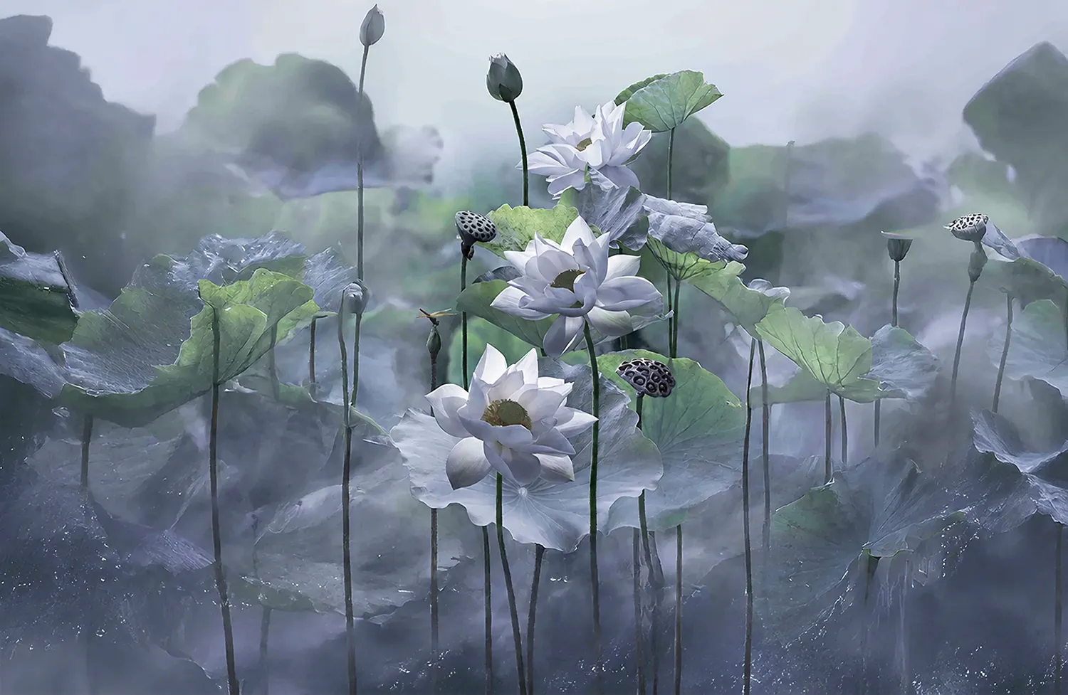 Botanical collection image 2
